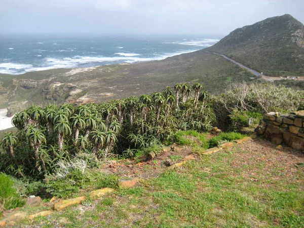 Sfocatura Sudafrica Costiera Promontorio Buona Speranza Riserva Parco Naturale — Foto Stock