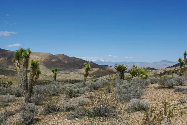 Alto Desierto Cerca Sandy Valley Nevada —  Fotos de Stock