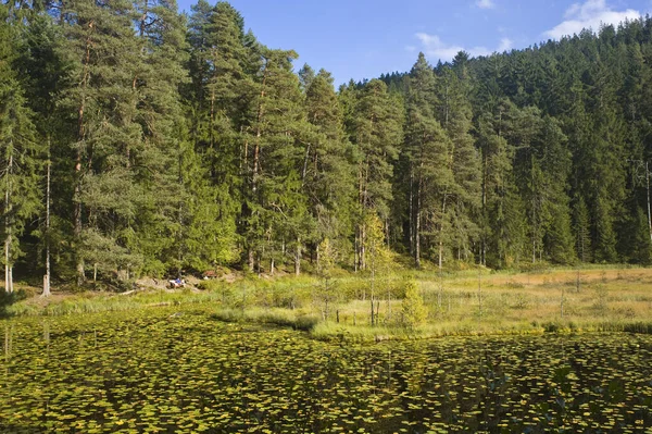 Hermosa Naturaleza Del Bosque Fondo —  Fotos de Stock