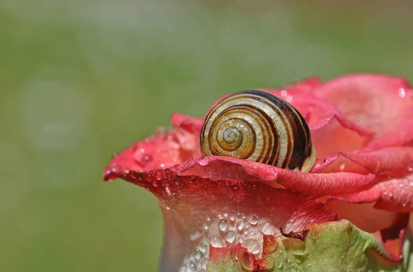 Snail Helix Pomatia Invertebrate Mollusk — Stock Photo, Image
