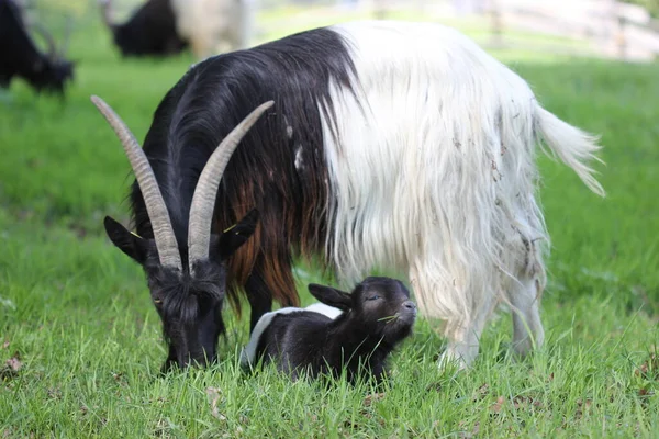 Valais Cabra Cuello Negro Con Animal Joven Zoológico Sababurg — Foto de Stock