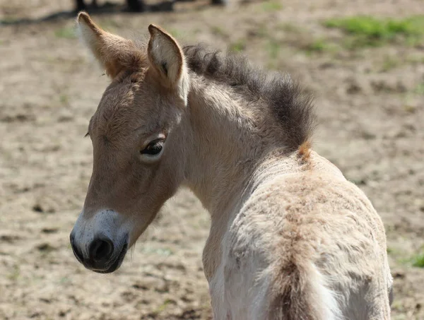 Новорожденный Жеребенок Пржевальского Сабабургском Зоопарке — стоковое фото