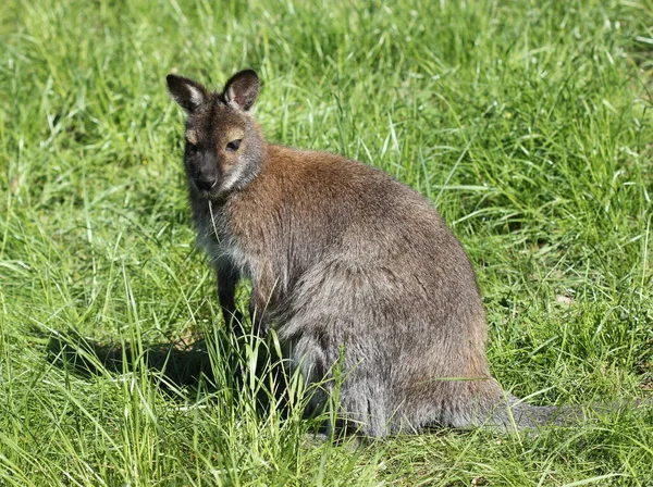 Кенгуру Австралійська Тварина — стокове фото