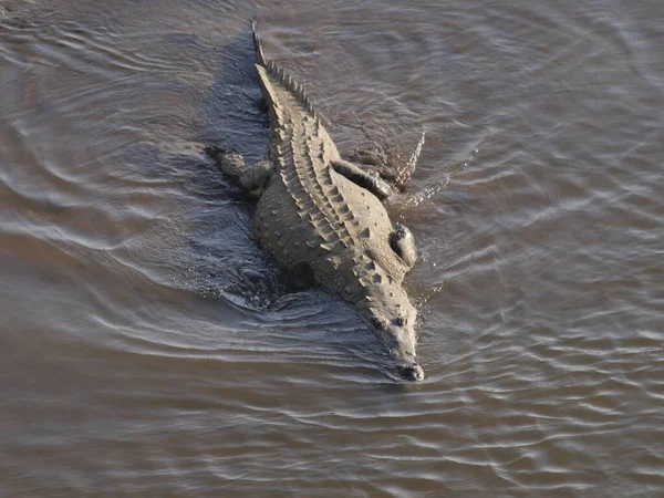 Krokodil Vízben — Stock Fotó