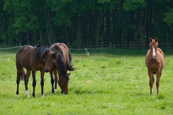 Two Horses Green Meadow — Stock Photo, Image