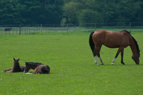 Paard Een Veld — Stockfoto