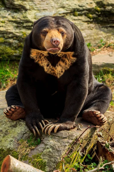 Ένα Πορτραίτο Αρκούδας — Φωτογραφία Αρχείου