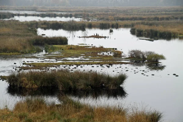 Hiller Moor Einem Trüben Herbsttag — Stockfoto