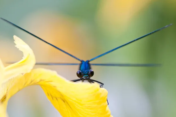 Odonata Owad Ważka Flora Fauna — Zdjęcie stockowe