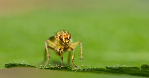 Gros Plan Bug Nature Sauvage — Photo