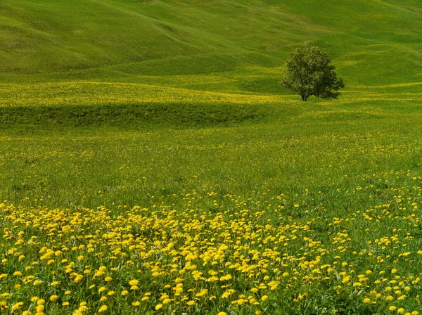 Prado Habitat Aberto Campo Vegetado Por Grama Ervas Outras Plantas — Fotografia de Stock