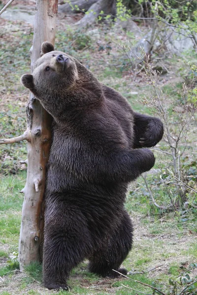 Бурый Медведь Гризли — стоковое фото