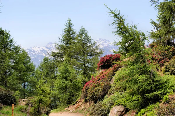 南チロルの山の風景 — ストック写真