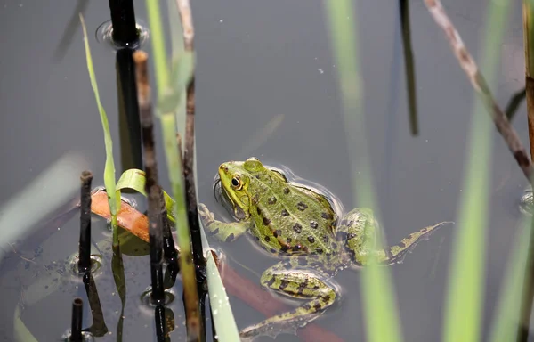 Obojživelné Zvíře Přírodní Žába — Stock fotografie