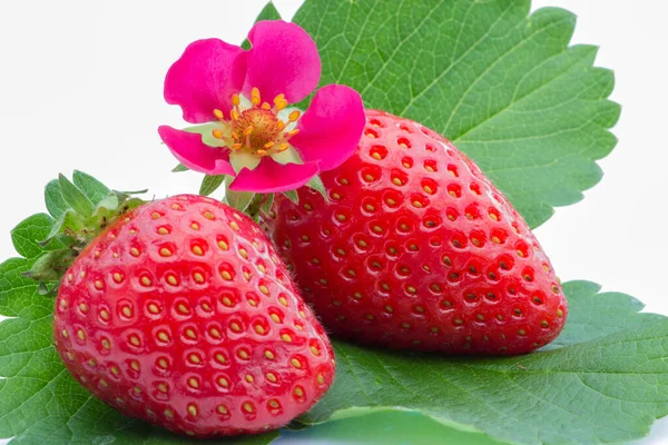 Strawberries Flower Close — Stock Photo, Image
