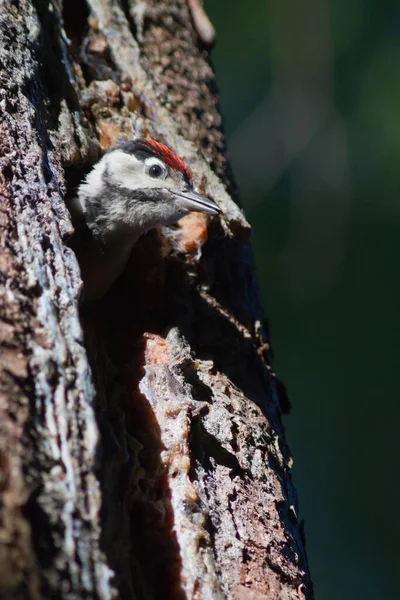 Doğadaki Güzel Ağaçkakan Kuşunun Manzarası — Stok fotoğraf