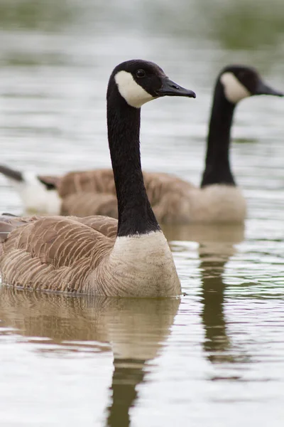 Festői Kilátás Liba Madarak Természetben — Stock Fotó