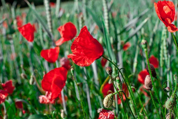 Fleurs Champ Fleurs Pavot — Photo