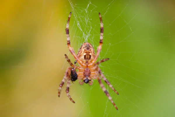 Örümcek Sinek Gözü Yer — Stok fotoğraf
