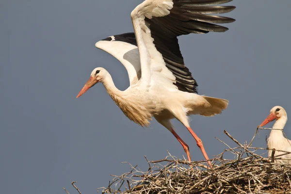 Vue Panoramique Cigogne Blanche Nature Sauvage — Photo