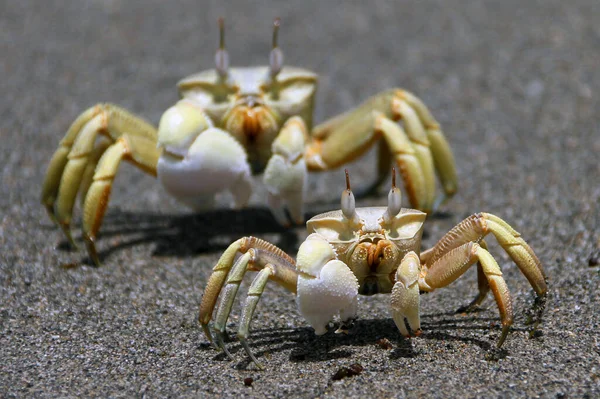 Žlutí Plážoví Krabi Písku Hledají Potravu — Stock fotografie