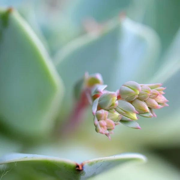 Belles Fleurs Fond Concept Floral — Photo