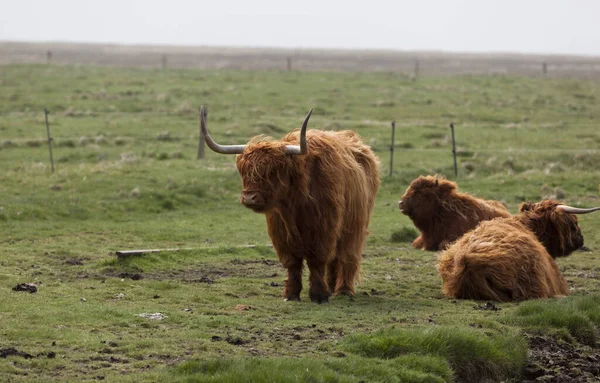 牧草地に高地の牛 — ストック写真