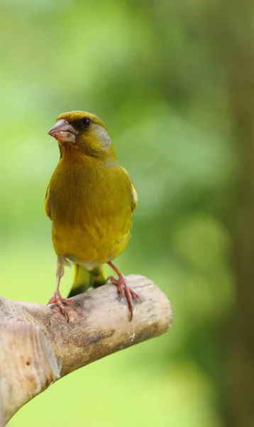 Птах Гілці Природі — стокове фото
