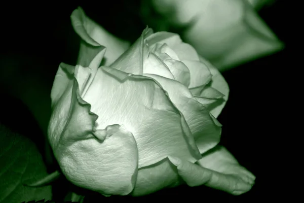 มมองท สวยงามของดอกก หลาบส ขาว — ภาพถ่ายสต็อก