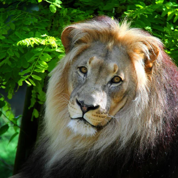狮子在自然界中的危险动物 — 图库照片