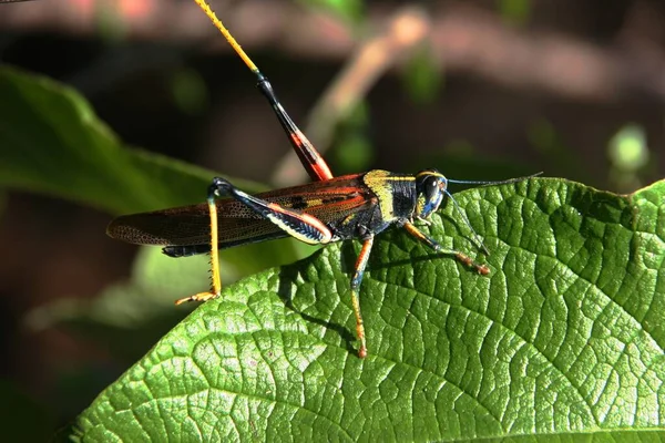 Nahaufnahme Makro Ansicht Von Heuschrecken Insekt — Stockfoto