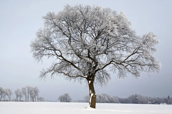 Eiken Sneeuw — Stockfoto