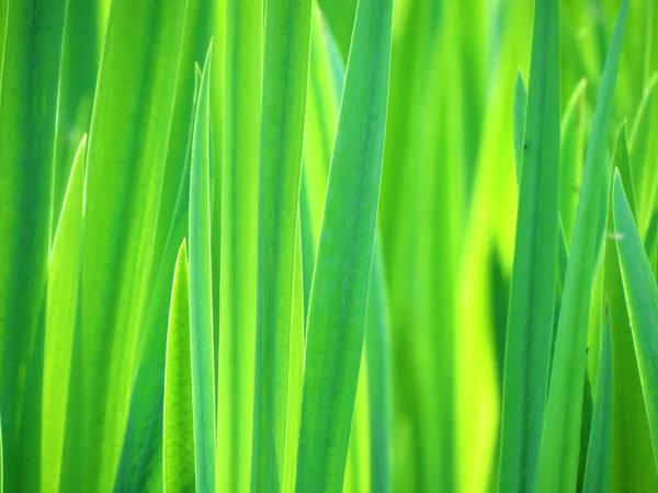 Saftig Grünes Gras Leuchtet Der Sonne Toll Als Hintergrund Oder — Stockfoto