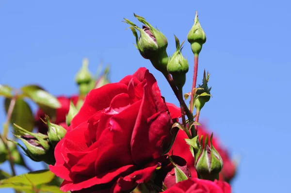 Flora Botânica Pétalas Flores Rosa — Fotografia de Stock