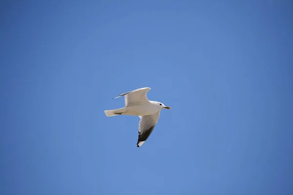 美丽的海鸥自然景观 — 图库照片