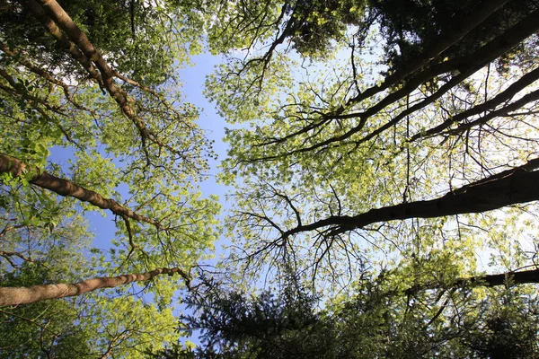 Los Árboles Crecen Cielo — Foto de Stock