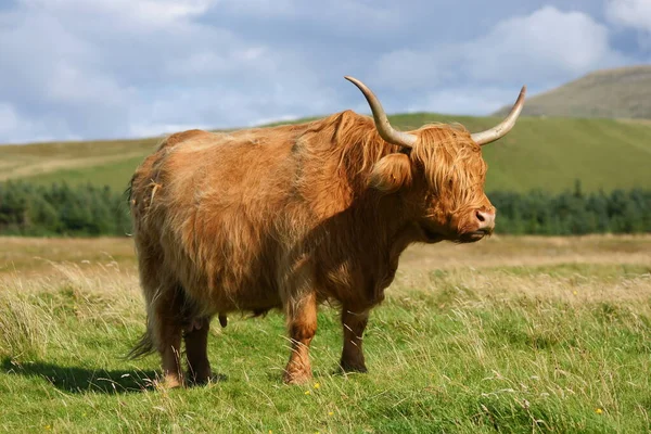 Highland Skot Volně Žijící Zvířata — Stock fotografie