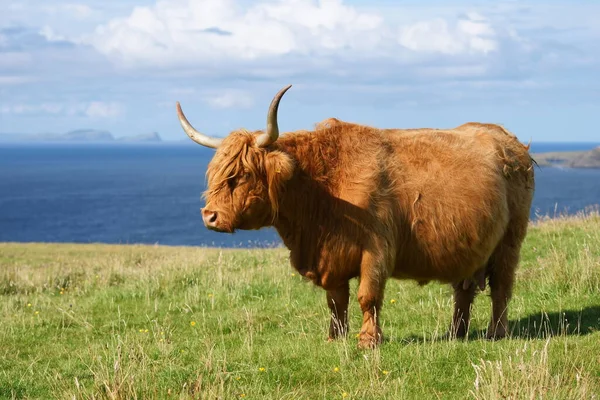 Vaca Prado —  Fotos de Stock