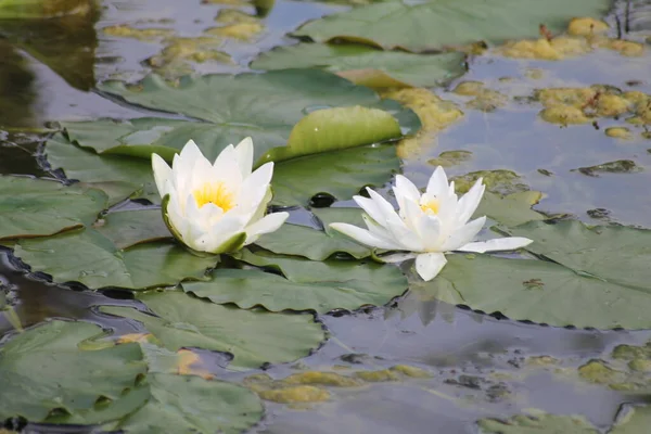 Nenúfar Flores Estanque Flora Naturaleza — Foto de Stock