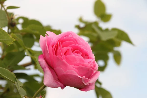 Fleurs Roses Pétales Flore — Photo