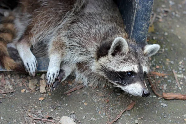 Wasbeer Rust Vuilnisbak — Stockfoto