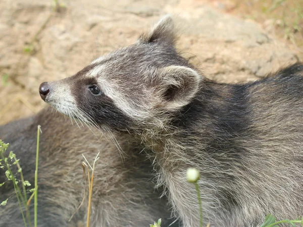 Mýval Dítě Sababurg Zoo — Stock fotografie