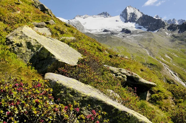 山の牧草地自然動植物の葉 — ストック写真