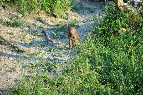 Schilderachtig Uitzicht Wilde Wolf Natuur — Stockfoto