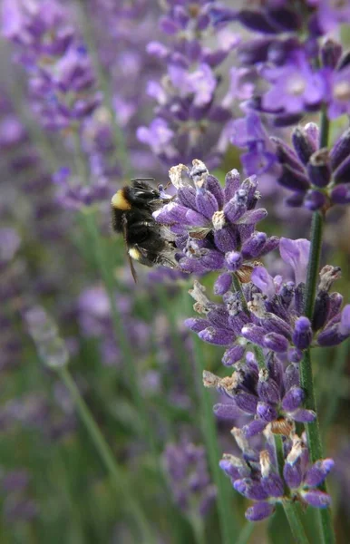 Vue Panoramique Sur Belle Lavande Violette — Photo