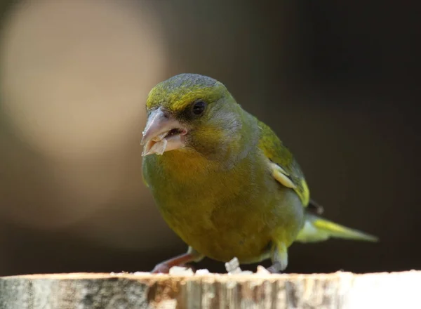Malebný Pohled Krásné Roztomilé Pěnkava Ptáka — Stock fotografie