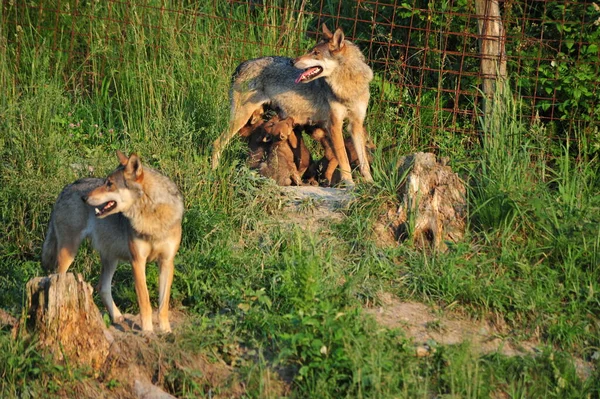 Vista Panorámica Del Lobo Salvaje Naturaleza —  Fotos de Stock