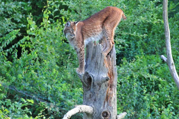 Lynx Wild Dier Natuur — Stockfoto