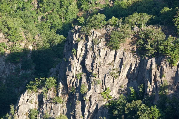 Widok Końskiego Popiersia — Zdjęcie stockowe