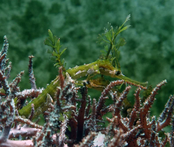 青い雑草の海のドラゴンがぼんやりと戻ってくる水中の風景 — ストック写真